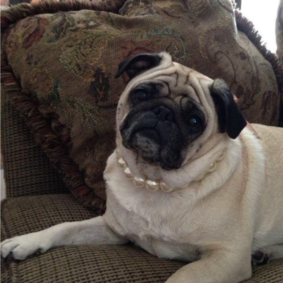 Meet your Posher, Deb - Picture 2 of 5